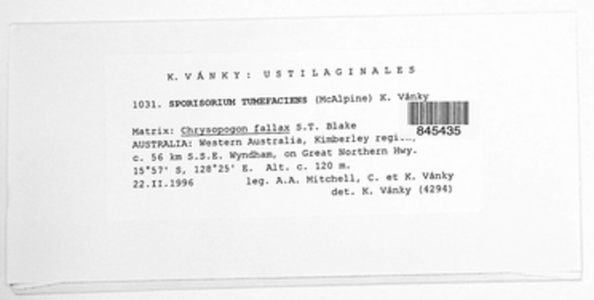 Anthracocystis tumefaciens image